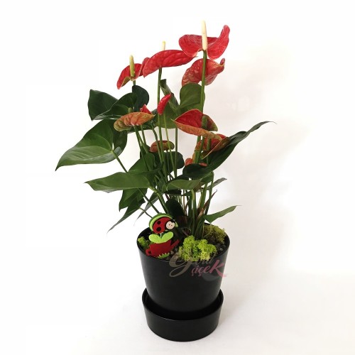 Anthurium Flower in Black Pot