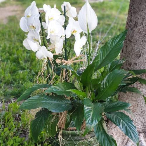 Elegance of White Orchids and Spathiphyllum