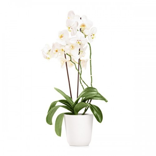 White Orchid (Double )