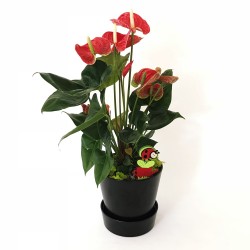 Anthurium Flower in Black Pot 2