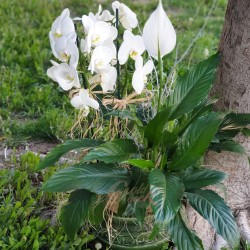 Elegance of White Orchids and Spathiphyllum 2