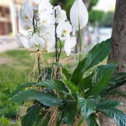 Elegance of White Orchids and Spathiphyllum 3